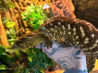Mixed Breed reptiles Breeding pair leachieanus geckos - Advert 1