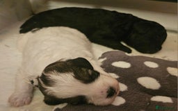 Cavapoo dogs for sale: Extensively DNA/Health Tested F1B Cavapoo puppies  - Image 3