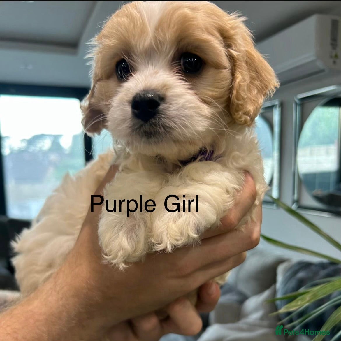 Cavapoo dogs F1 Cavapoo’s ready for new homes-1 boy & 3 girls - Advert 1