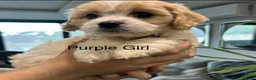 Cavapoo dogs for sale: F1 Cavapoo’s ready for new homes-1 boy & 3 girls - Advert 1