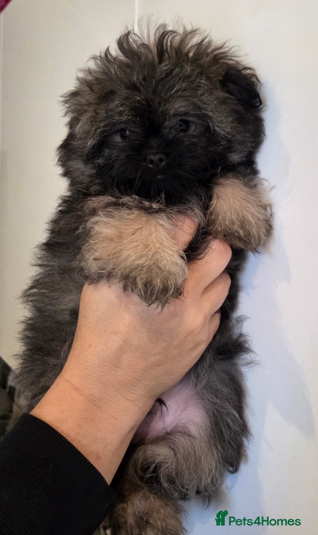 Mixed Breed dogs for sale: Shitzu x pomeranian Shiranian READY TO GO NOW  - Image 5