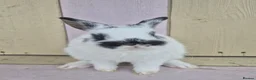 Netherland Dwarf rabbits for sale: 🩵PRETTIEST NETHERLAND DWARF COLOURED BABIES 🩷 - Advert 5