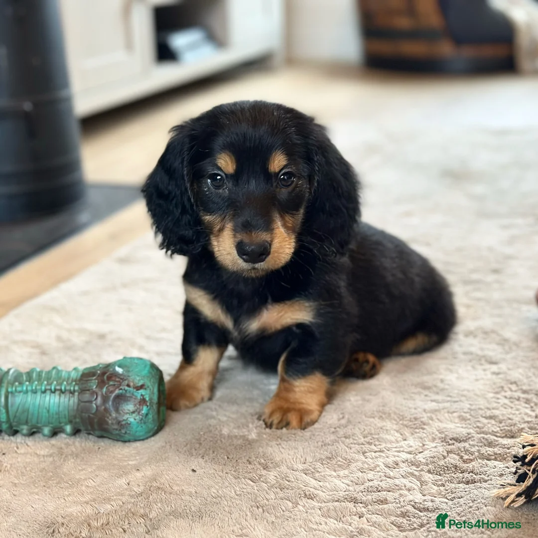 Dachshund dogs for stud: Standard Silver Dapple Long Haired Dachshund Stud in Bishop Auckland - Advert 19