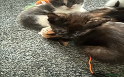 Mixed Breed cats for sale: Kittens for sale - Image 12