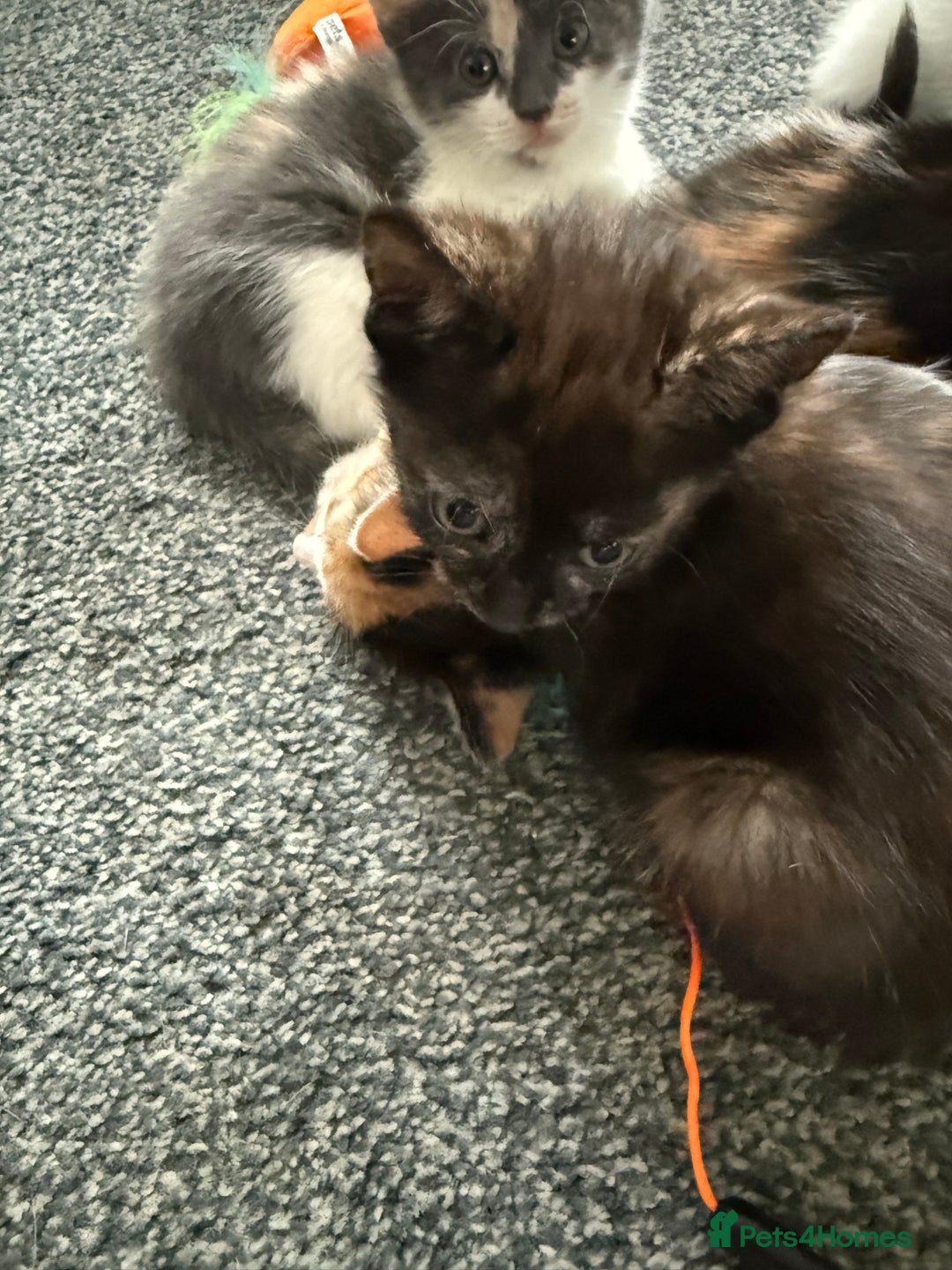 Mixed Breed cats for sale: Kittens for sale - Image 12