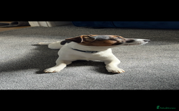 Jack Russell dogs for stud: Jack Russel for Stud  - Advert 3