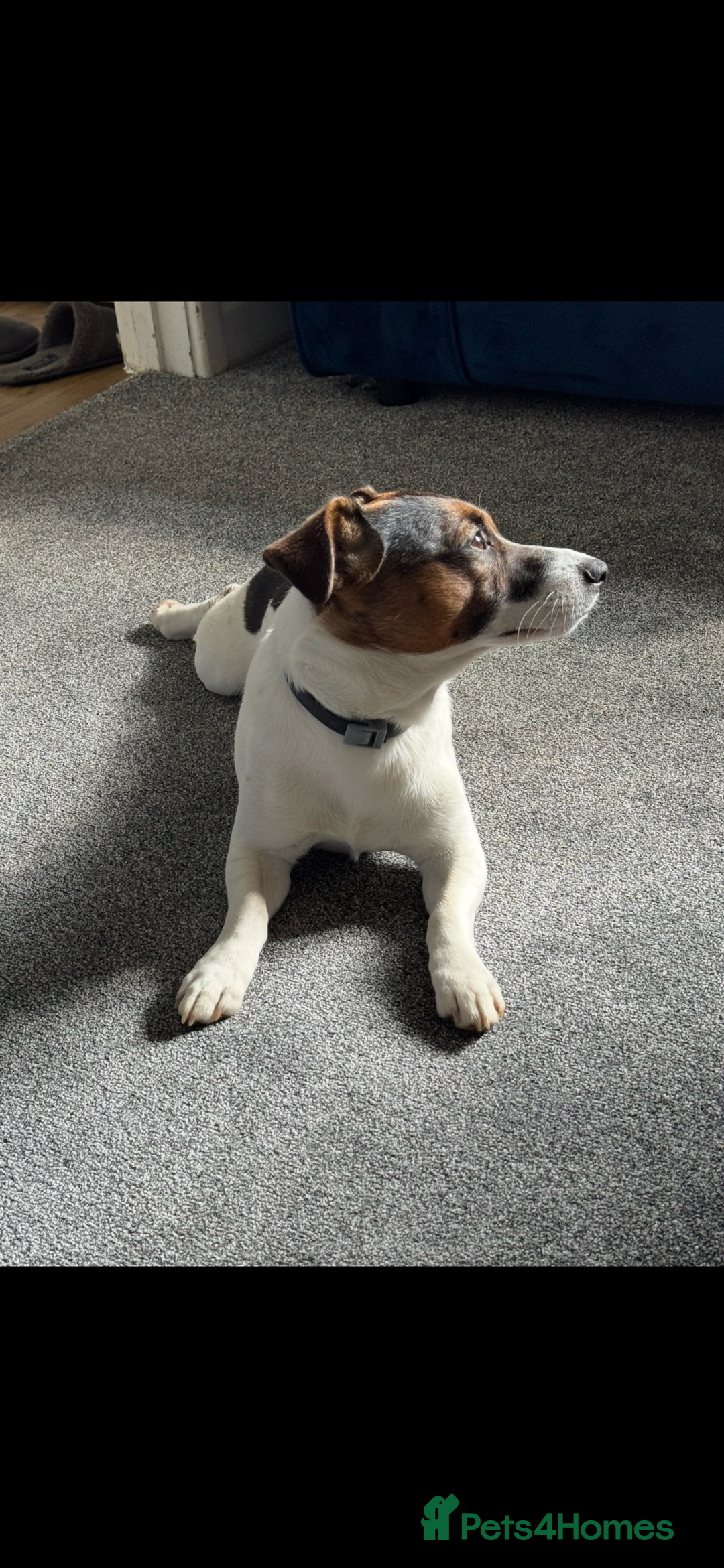 Jack Russell dogs for stud: Jack Russel for Stud  - Advert 3
