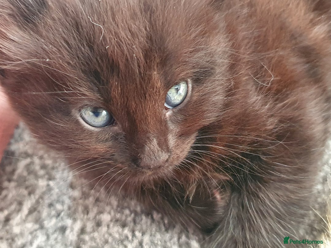 Maine Coon cats for sale: Maine coon x marble bengal unique kittens - Image 3