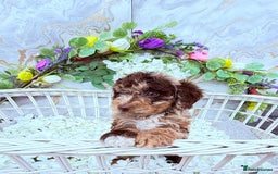 Cockapoo dogs for sale: F1b Cockapoo puppies in Strathaven - Image 3