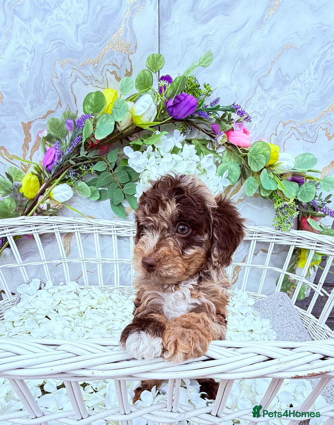 Cockapoo dogs for sale: F1b Cockapoo puppies in Strathaven - Image 3