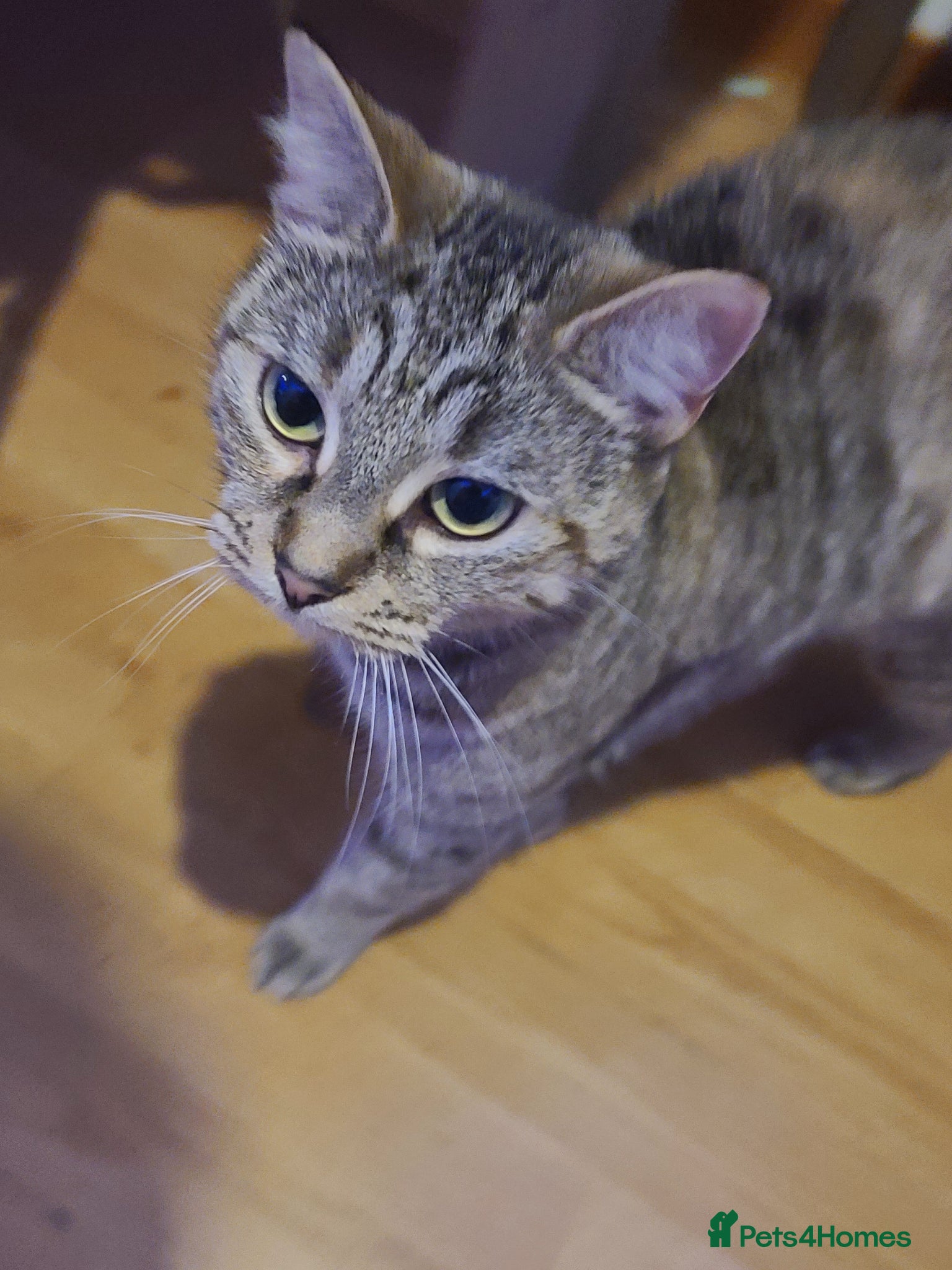 Mixed Breed cats Kittens for sale  - Advert 1