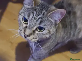 Mixed Breed cats Kittens for sale - Advert 1