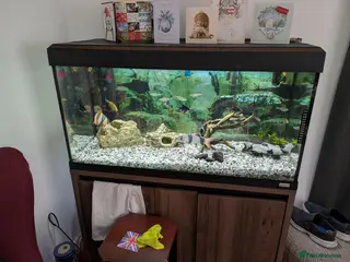 Other/Mixed Breed fish Tropical fish plus Tank - Advert 1