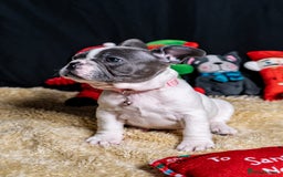 French Bulldog dogs for sale: Chunky French bulldog pups 4 girls  - Image 31