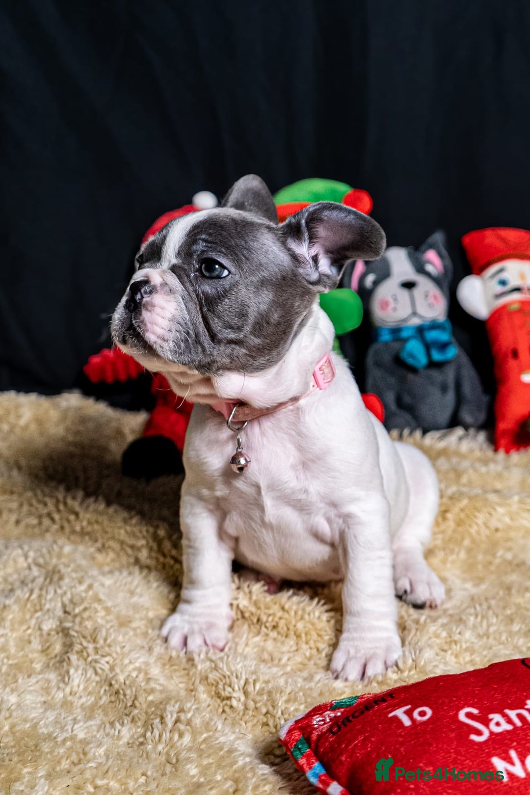 French Bulldog dogs for sale: Chunky French bulldog pups 4 girls  - Image 31