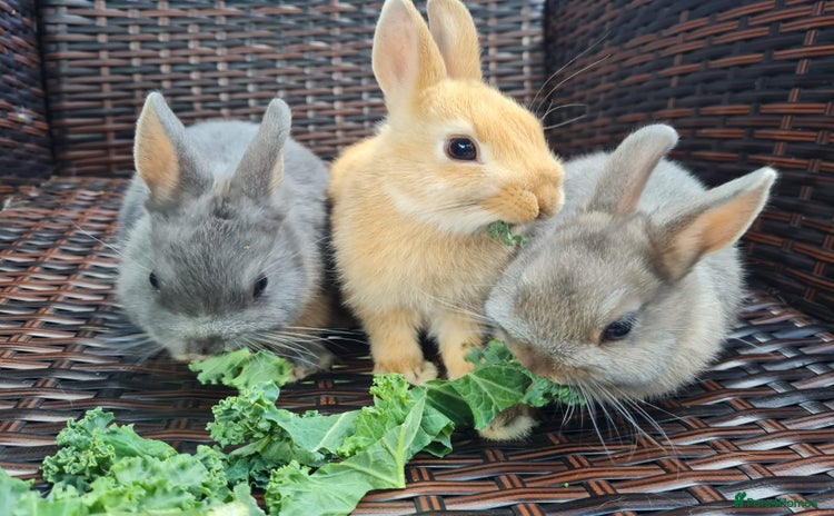 Mini Lop rabbits - Advert 5