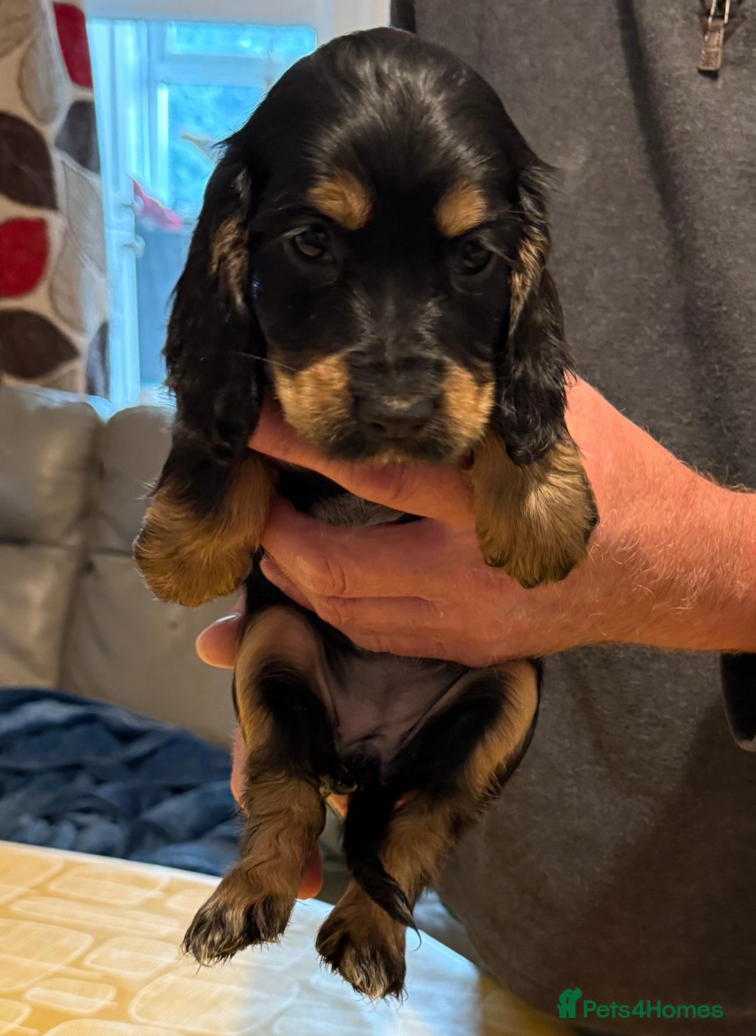Cocker Spaniel dogs for sale: Cocker spaniel puppies-show type - Image 10