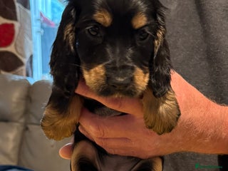 Cocker Spaniel dogs - Advert 3