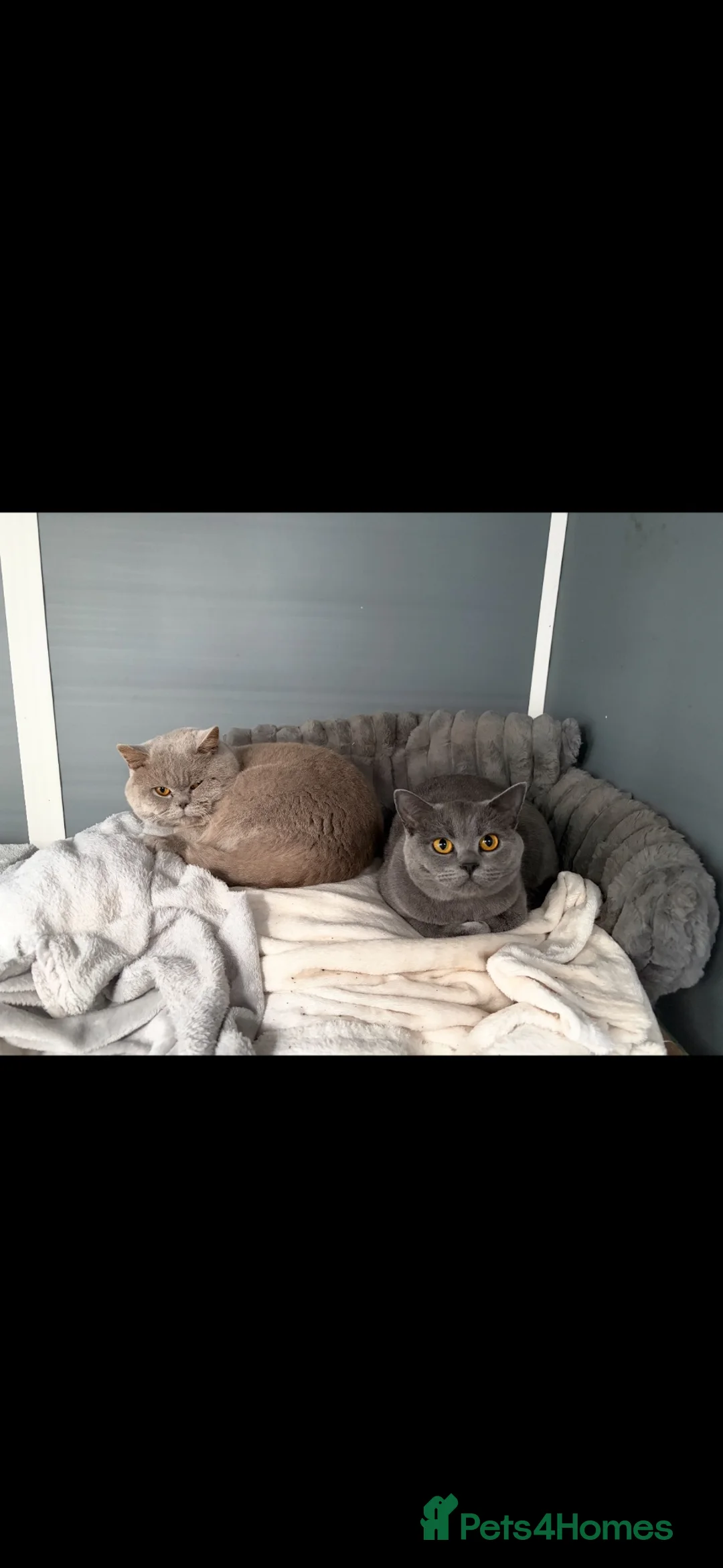 British Shorthair cats for sale: British Shorthair kittens for sale in Rochdale - Advert 1