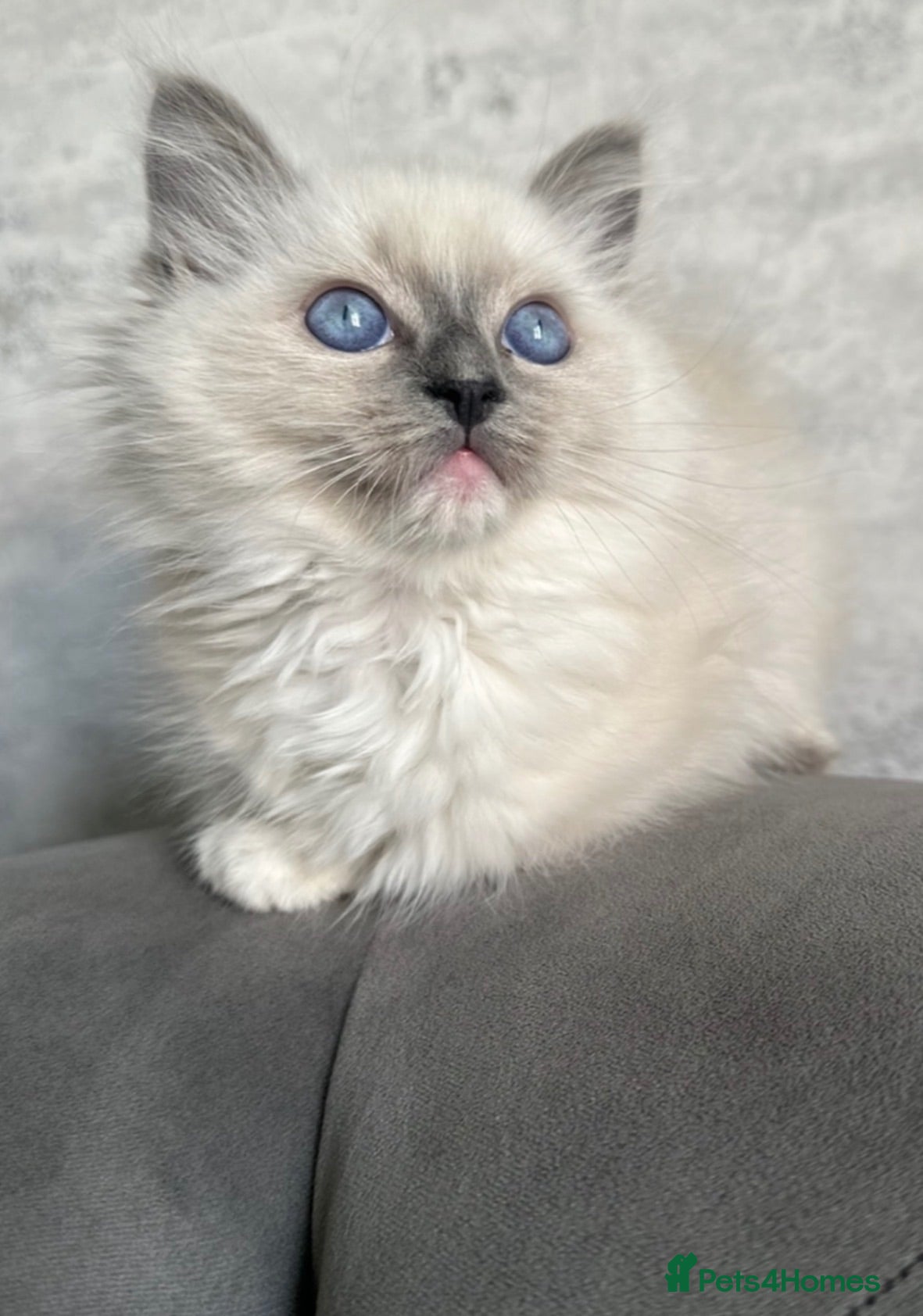 Ragdoll cats ⭐️Two beautiful female ragdoll kittens for sale⭐️ - Advert 12