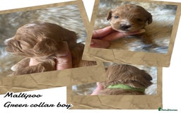 Maltipoo dogs for sale: Fully dna tested Maltipoos  - Image 13