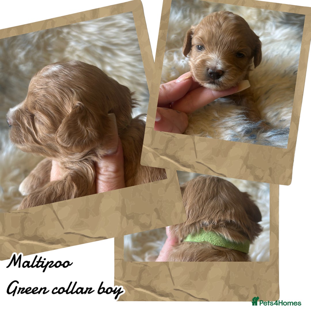 Maltipoo dogs for sale: Fully dna tested Maltipoos  - Image 13