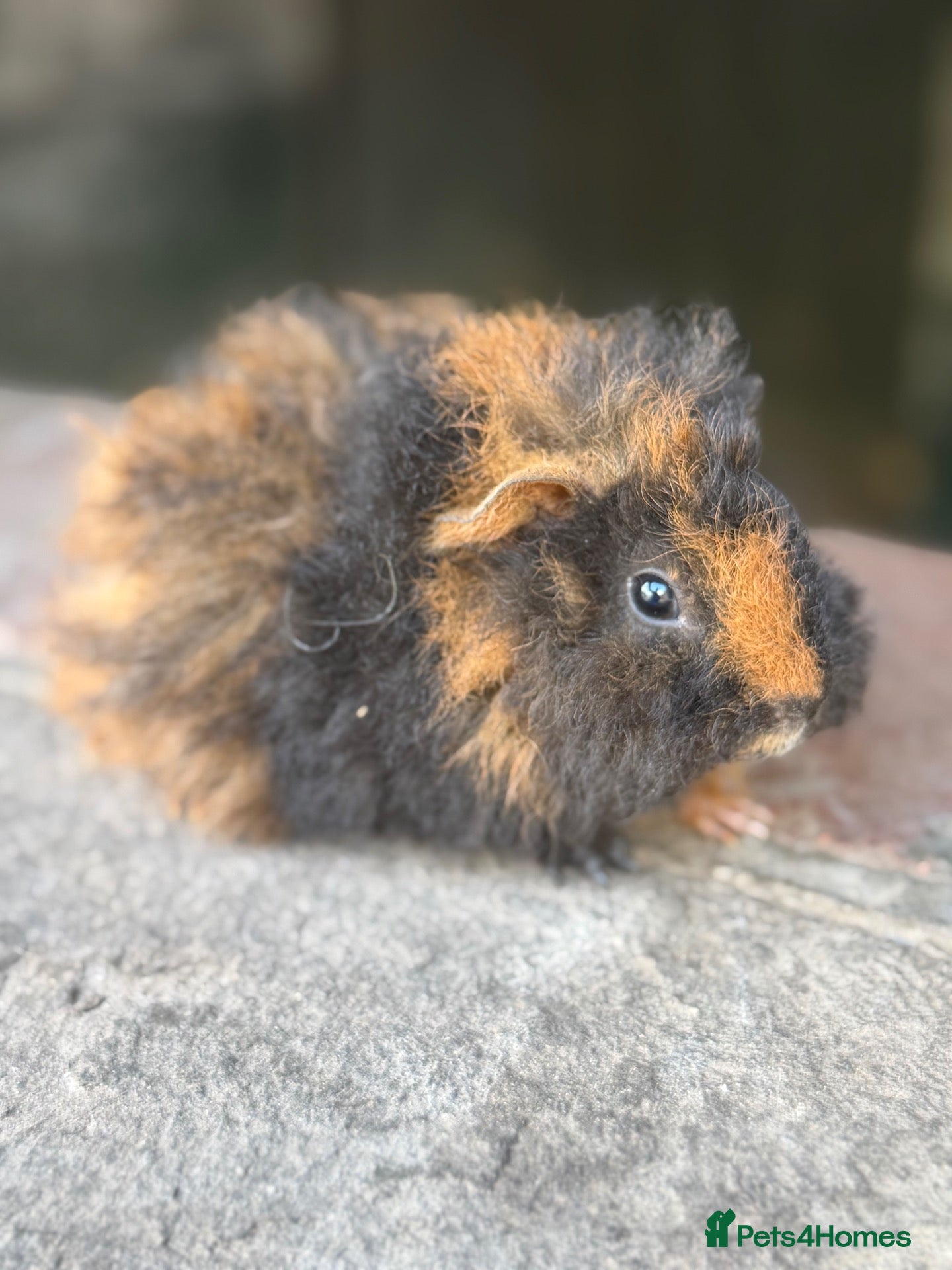 Guinea Pig rodents Gorgeous teddy baby guinea pig - Advert 1