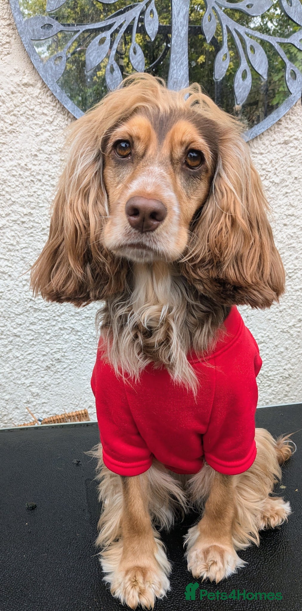 Cocker Spaniel dogs Beautiful KC Registered Cocker Spaniels 2 - Advert 2