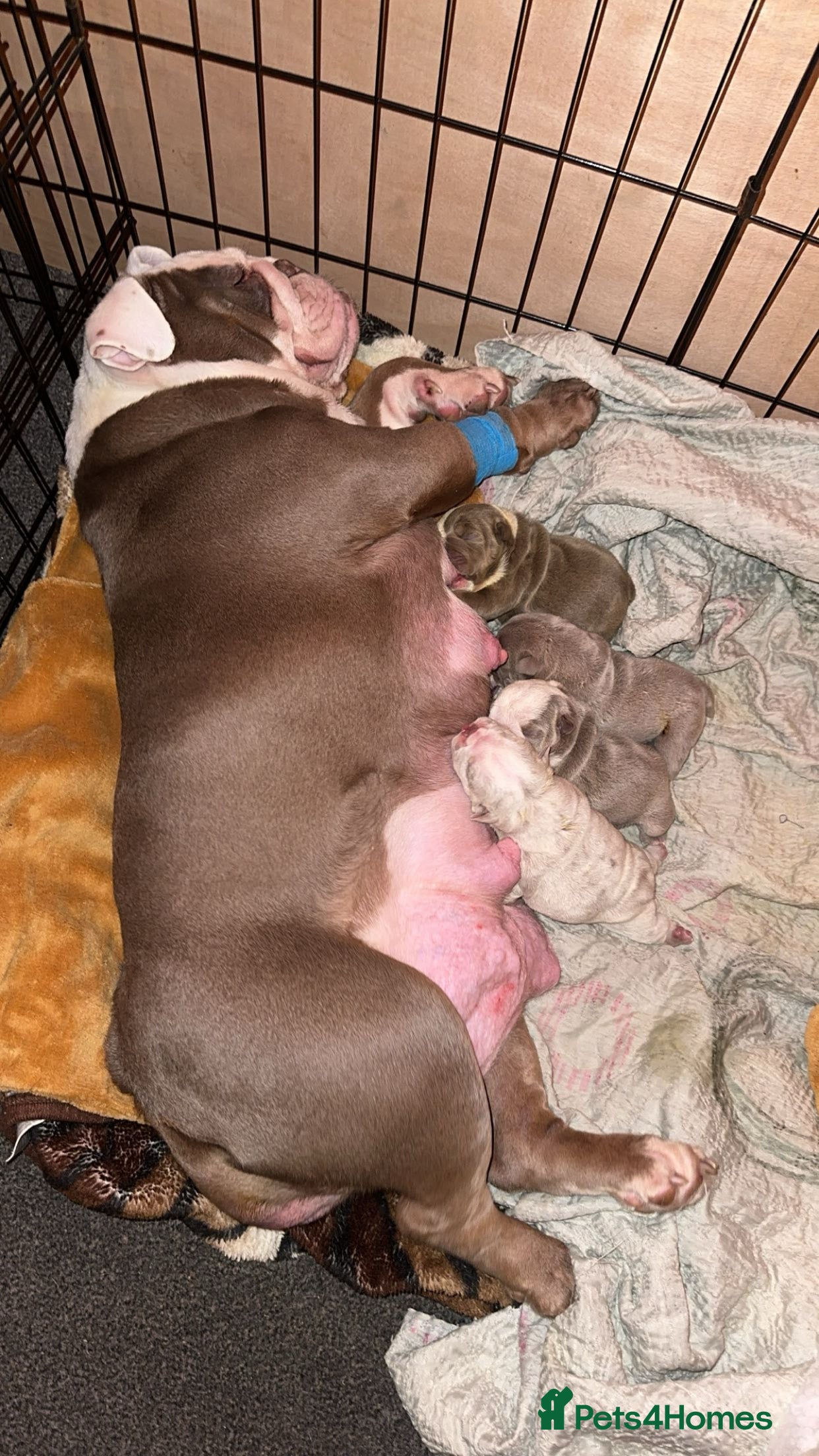 English Bulldog dogs ‼️KC ENGLISH BULLDOG PUPS‼️ - Advert 10