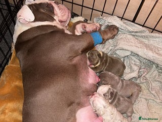 English Bulldog dogs ‼️KC ENGLISH BULLDOG PUPS‼️ - Advert 1