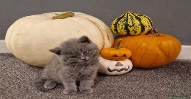British Shorthair cats - Advert 13