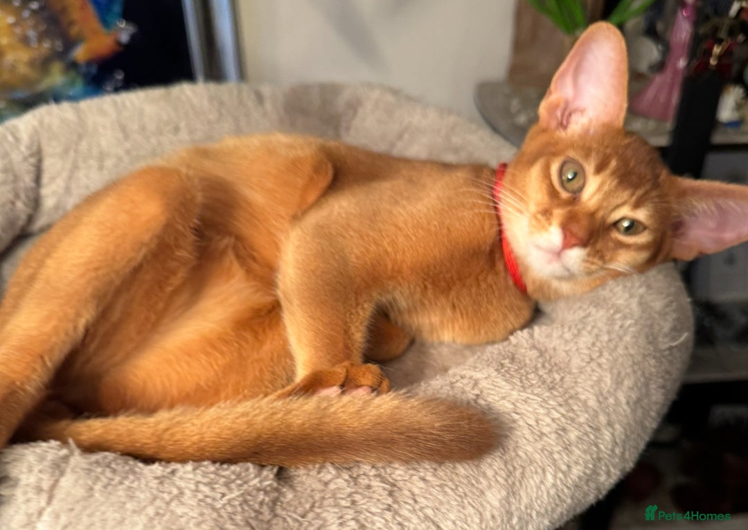 Abyssinian cats for sale: Abyssinian kittens looking for their new home - Image 15