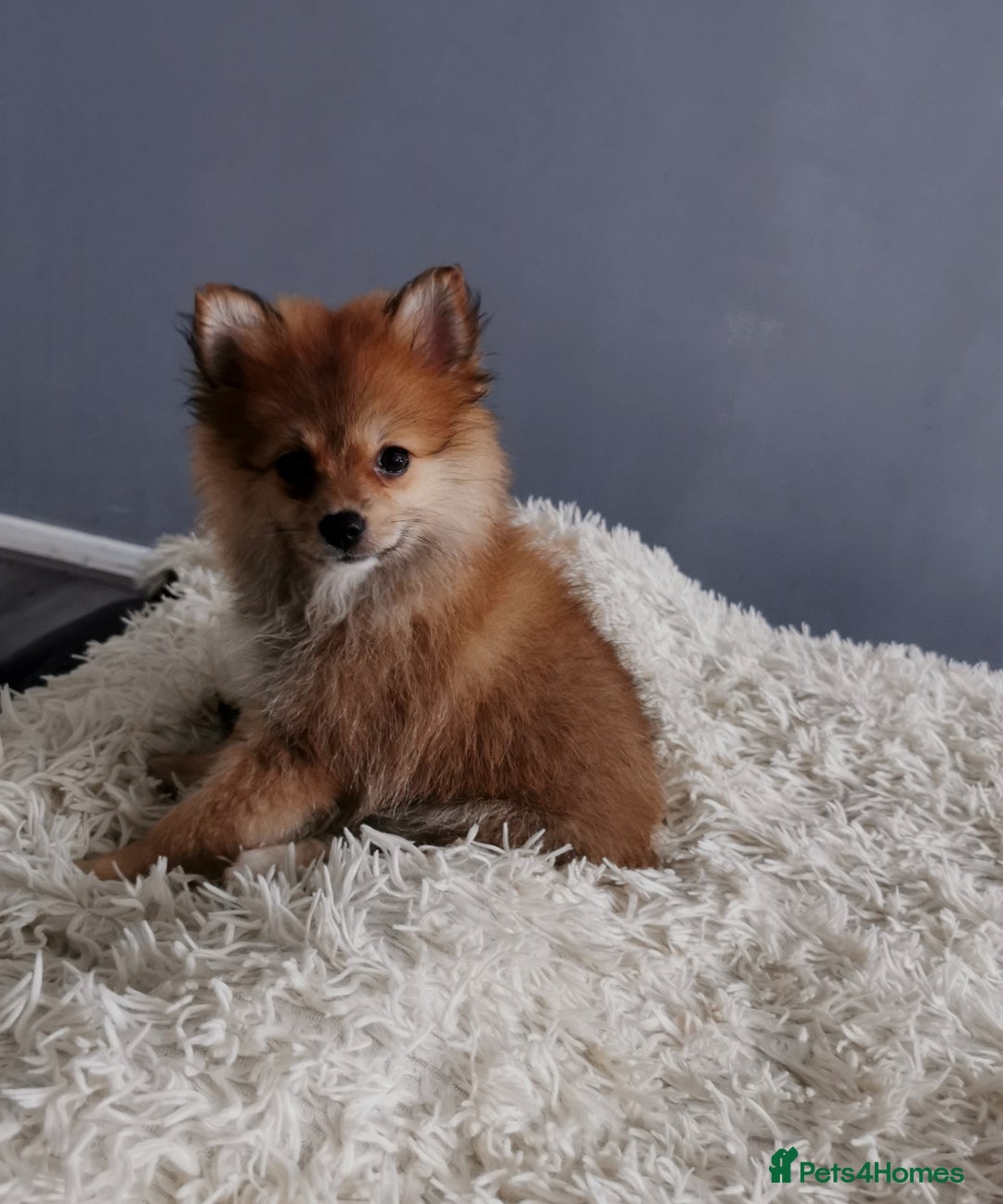 Pomeranian dogs for sale: Adorable Pomeranians 🩷🥰 - Image 6