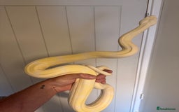Boa Snake reptiles for sale: Amazing boas for sale - Image 1