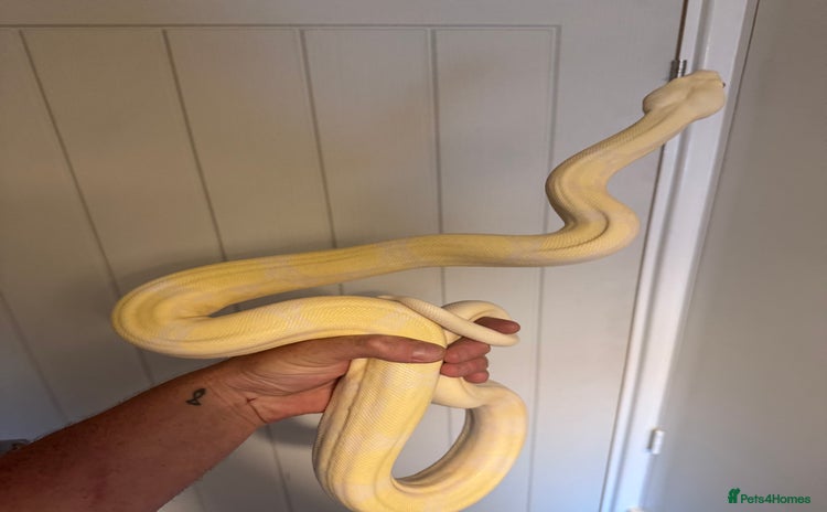 Boa Snake reptiles - Advert 1