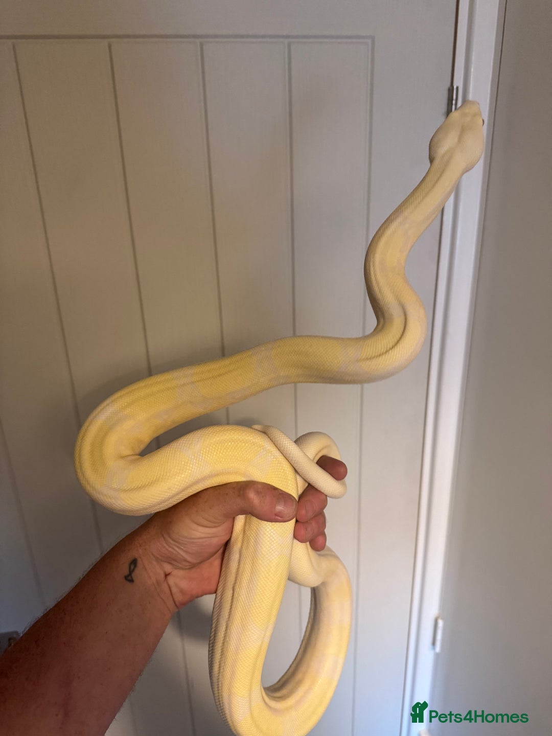 Boa Snake reptiles for sale: Amazing boas for sale - Image 1