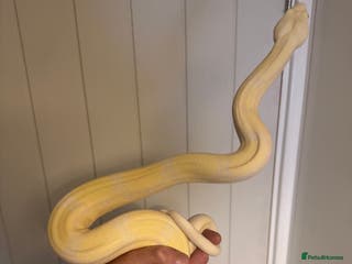 Boa Snake reptiles Amazing boas for sale - Advert 6