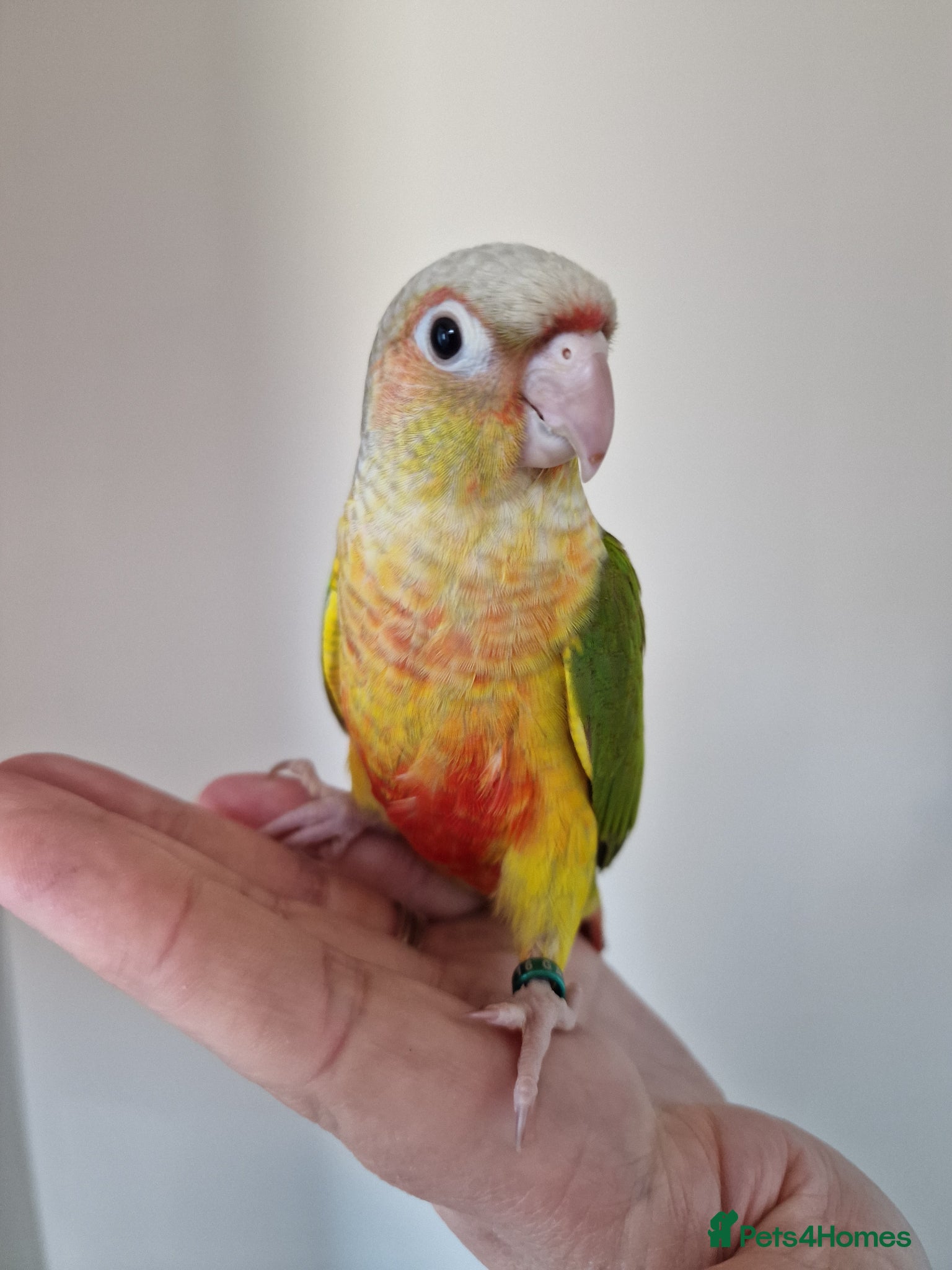 Conures birds Super adorable fully hand reared baby conures  - Advert 13