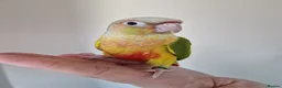 Conures birds for sale: Super adorable fully hand reared baby conures  - Advert 12