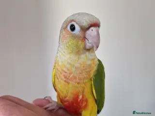 Conures birds Super adorable fully hand reared baby conures - Advert 13