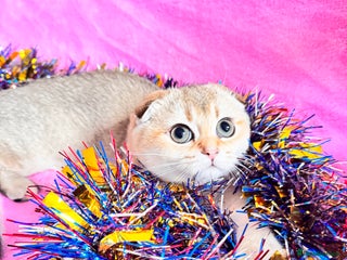 Scottish Fold cats High quality TICA pedigree kittens - Advert 6