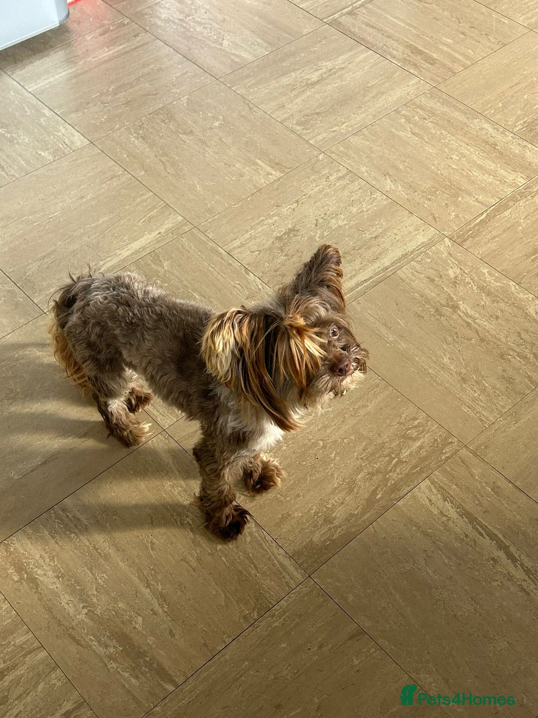 Yorkshire Terrier dogs for adoption: 💙🐶 COCO 🐶💙 - Image 10