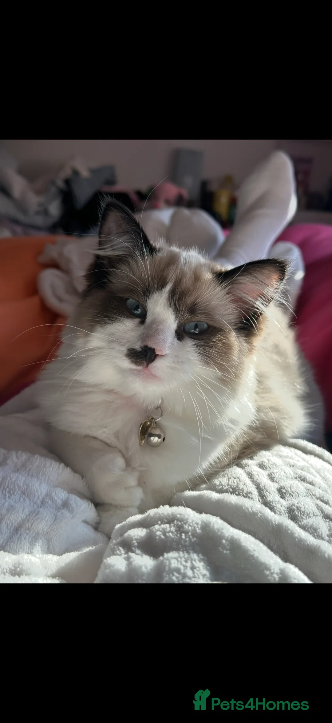 Ragdoll cats for sale: Mixed ragdoll breed kittens  - Advert 1