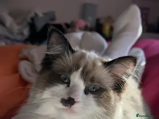 Ragdoll cats Mixed ragdoll breed kittens - Advert 3