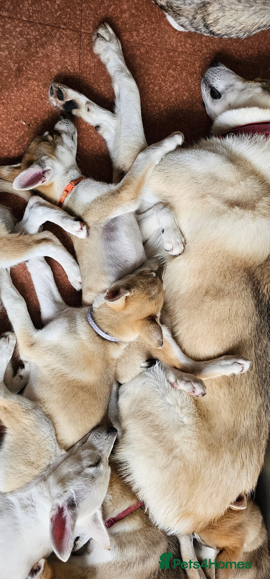Saarloos Wolfdog dogs for sale: Wolfdog puppies. 1 boy, 3 girls available  in Wigan - Image 28