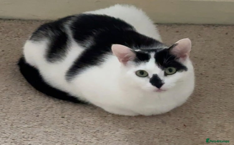 Mixed Breed cats - Advert 1