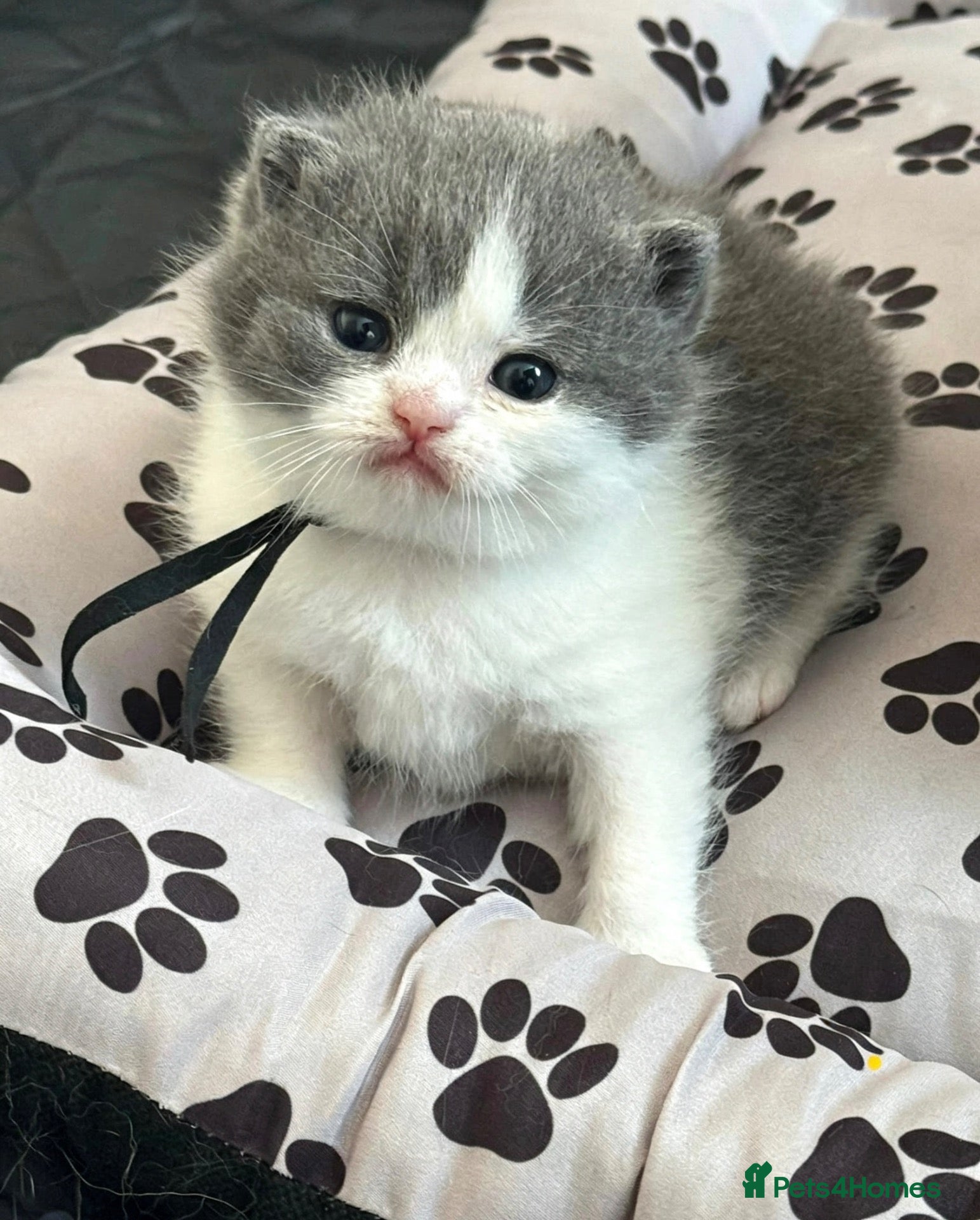 British Shorthair cats for sale:  GCCF Pedigree — Champion Bloodline Babies - Advert 2
