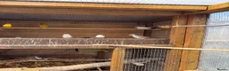 Finches birds for sale: Doves in Ware - Advert 4