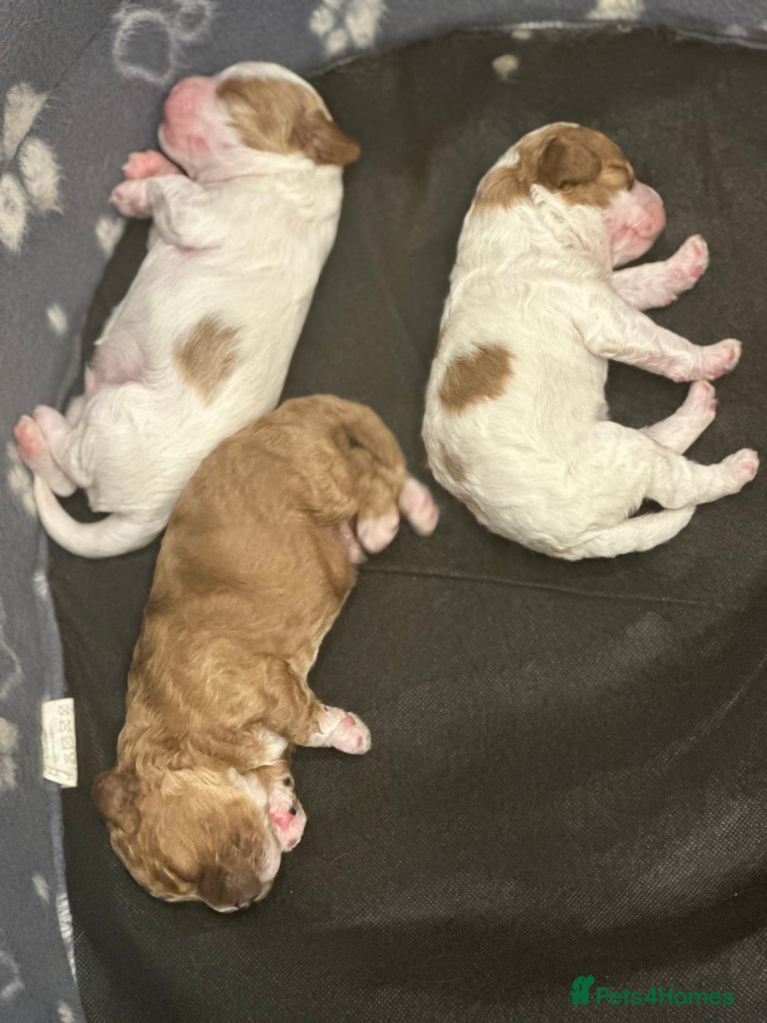 Cavapoo dogs for sale: Cavapoo f2 puppies  - Advert 7