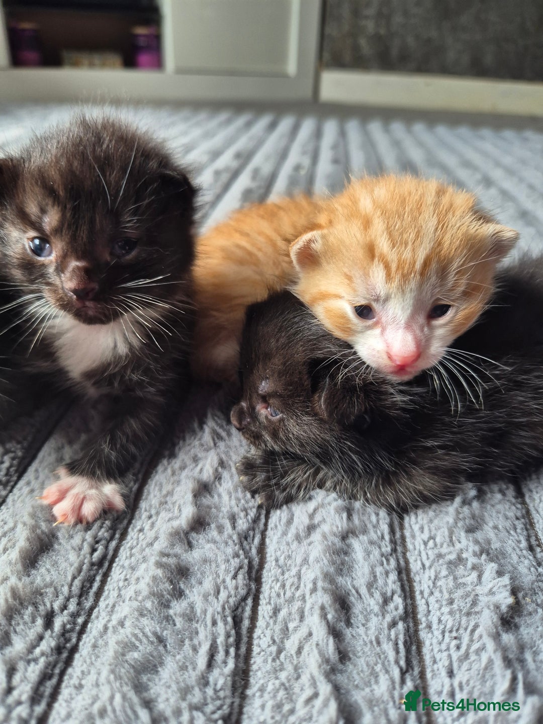 British Shorthair cats for sale: Adorable kittens for sale - Image 3